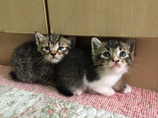 Hong Kong  - Domestic Short Hair Cat