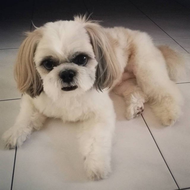 Pixie - Shih Tzu Dog