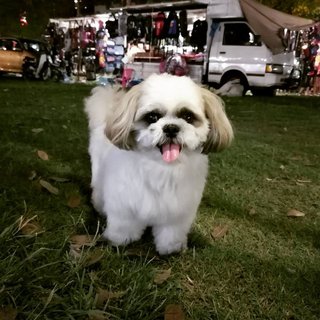 Pixie - Shih Tzu Dog