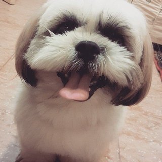 Pixie - Shih Tzu Dog