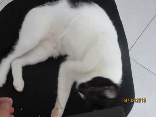 Manja - Domestic Short Hair Cat