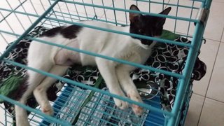 Manja - Domestic Short Hair Cat