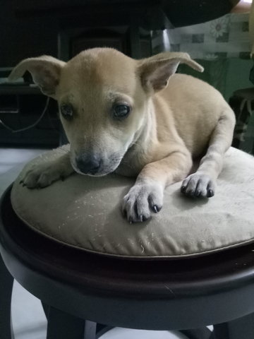 Doggie R17 - Mixed Breed Dog