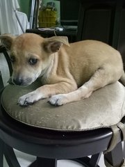 Doggie R17 - Mixed Breed Dog