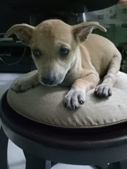 Doggie R17 - Mixed Breed Dog