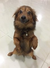 Smiling, Lovely, Alerted Pomeranian Mix - Pomeranian Dog