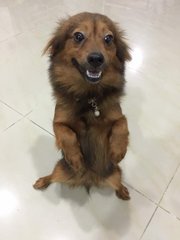 Smiling, Lovely, Alerted Pomeranian Mix - Pomeranian Dog