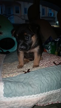 4 Puppies - Mixed Breed Dog