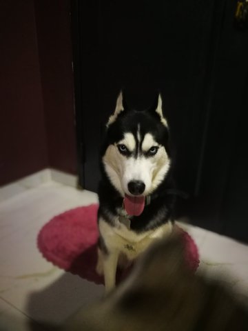 Jasmine - Siberian Husky Dog