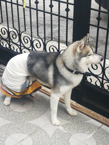 Robin - Alaskan Malamute Dog