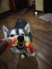 Robin - Alaskan Malamute Dog