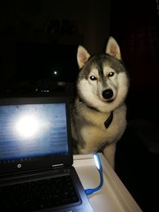 Robin - Alaskan Malamute Dog