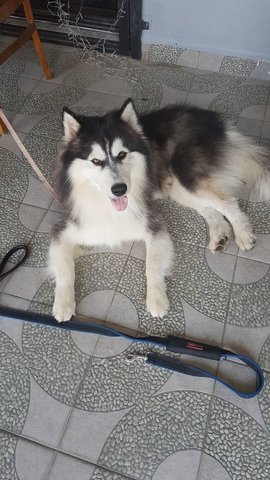 Tarzan - Siberian Husky Dog