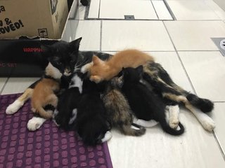 The kittens need adoption urgently