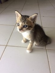 Beemo The Kitten - Domestic Short Hair Cat