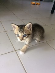 Beemo The Kitten - Domestic Short Hair Cat