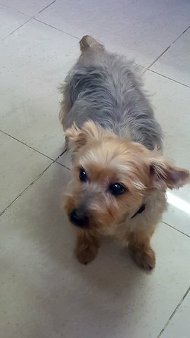 Kimbap - Silky Terrier Dog