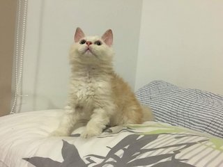 Meeko - Munchkin + Selkirk Rex Cat