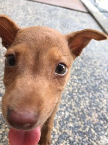 Puppy - Mixed Breed Dog