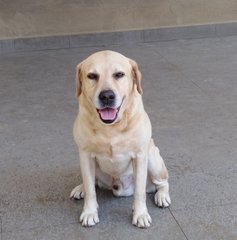 Dexter - Labrador Retriever Dog