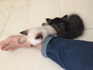 5 Kittens For Immediate Adoption - Domestic Medium Hair Cat