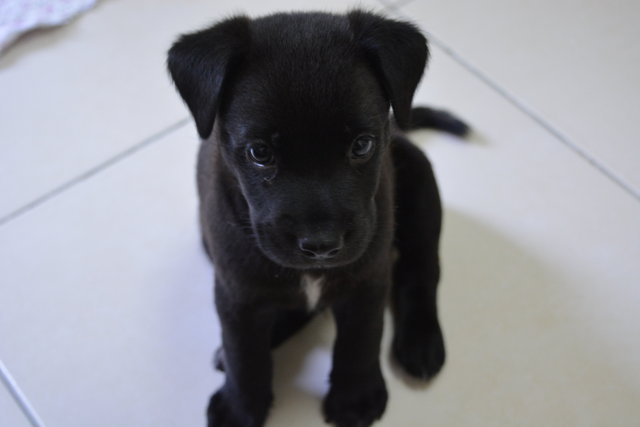 The Adorable Trio  - Mixed Breed Dog