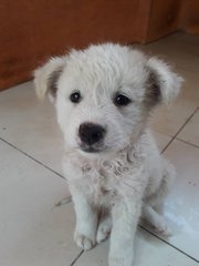 Polar Bear - Mixed Breed Dog