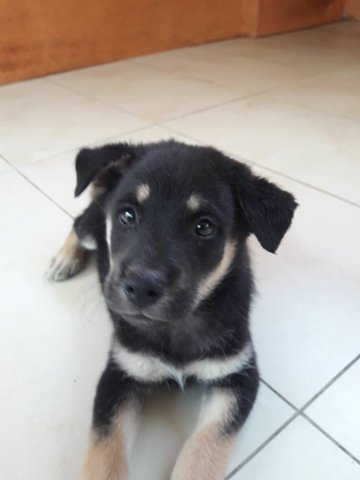 Grizzly Bear - Mixed Breed Dog