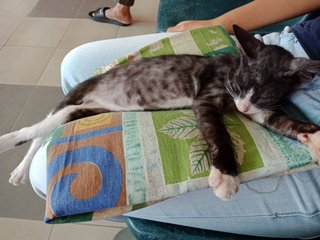 Kopiko For Free Adoption. - Domestic Short Hair Cat