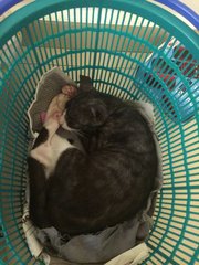 Kopiko For Free Adoption. - Domestic Short Hair Cat