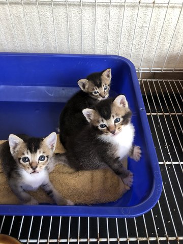 Leo, Luna And Lisa  - Domestic Medium Hair + Domestic Short Hair Cat