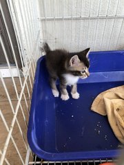 Leo, Luna And Lisa  - Domestic Medium Hair + Domestic Short Hair Cat