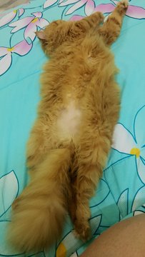 Ginger - Persian + Domestic Long Hair Cat