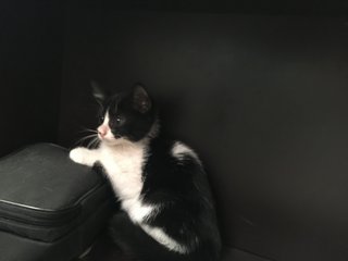 Oreo - Domestic Short Hair Cat