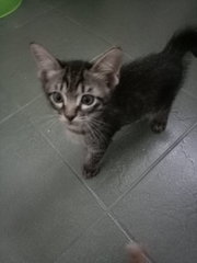 Kitten Ra19 - Domestic Short Hair Cat