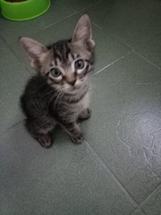 Kitten Ra19 - Domestic Short Hair Cat