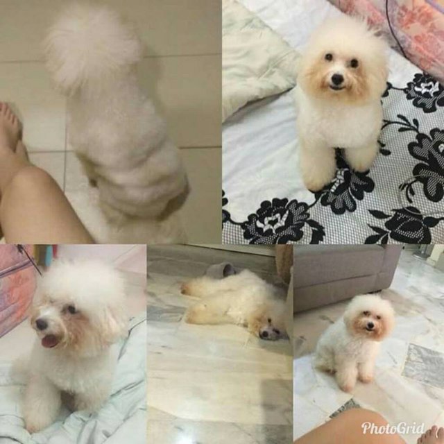 Lisa - Bichon Frise + Poodle Dog