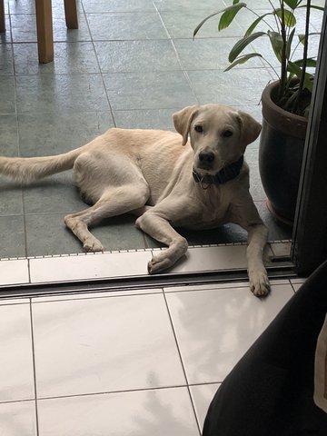 Jasper And Francis - Labrador Retriever Dog