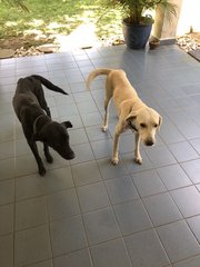 Jasper And Francis - Labrador Retriever Dog