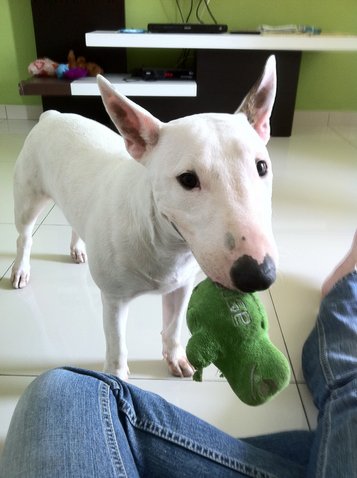 PF86962 - Bull Terrier Dog