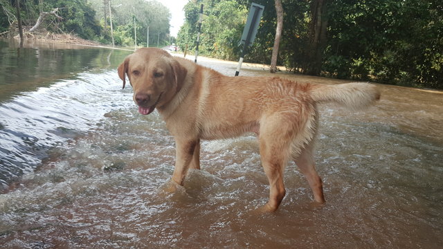 Rocky - Labrador Retriever Dog