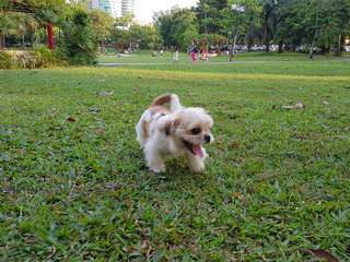 Maximus - Shih Tzu Dog