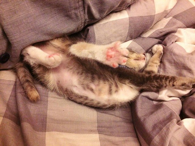 Maru - Torbie + Domestic Short Hair Cat