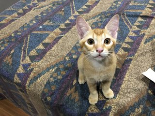 Peanut &amp; Scruffy - Domestic Short Hair Cat