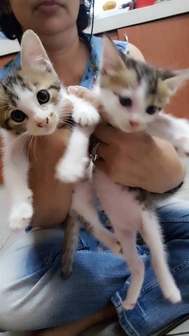 4cuties - Domestic Short Hair + American Shorthair Cat