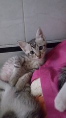 4cuties - Domestic Short Hair + American Shorthair Cat