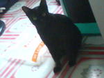 Babii - Domestic Short Hair Cat