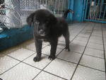 Puppy - Mixed Breed Dog