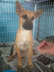 Mandy - Mixed Breed Dog