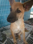 Mandy - Mixed Breed Dog